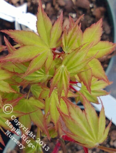 Acer palmatum 'Takao' - mapleridgenursery